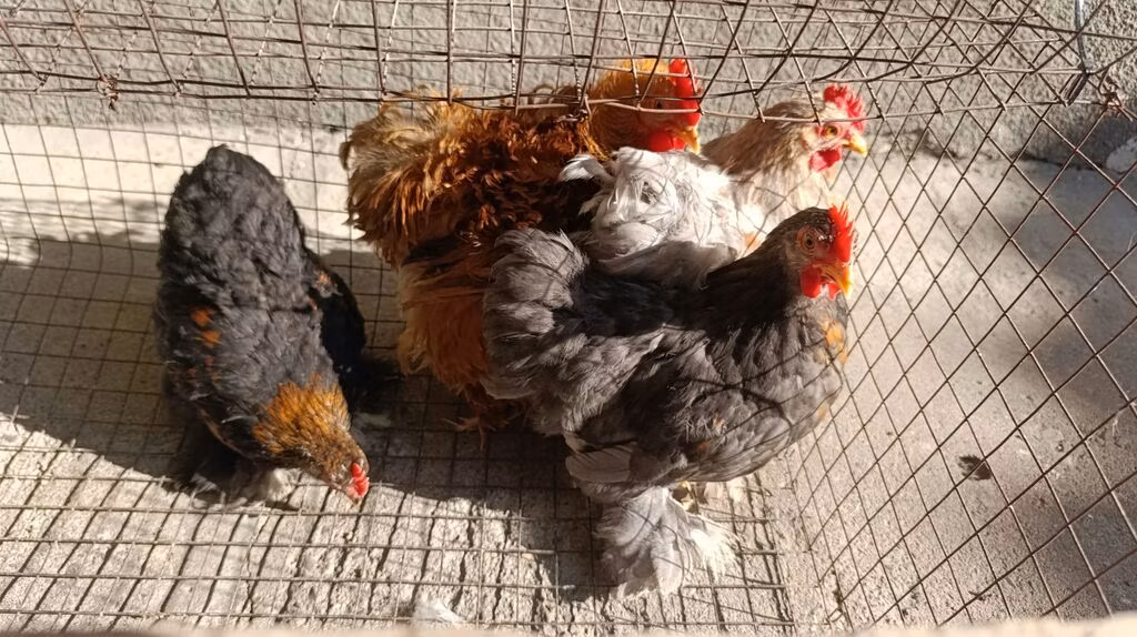 Pekin Bantam