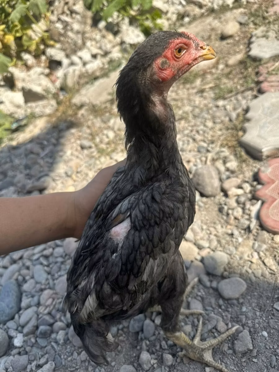 Derbiširska crvenokapa