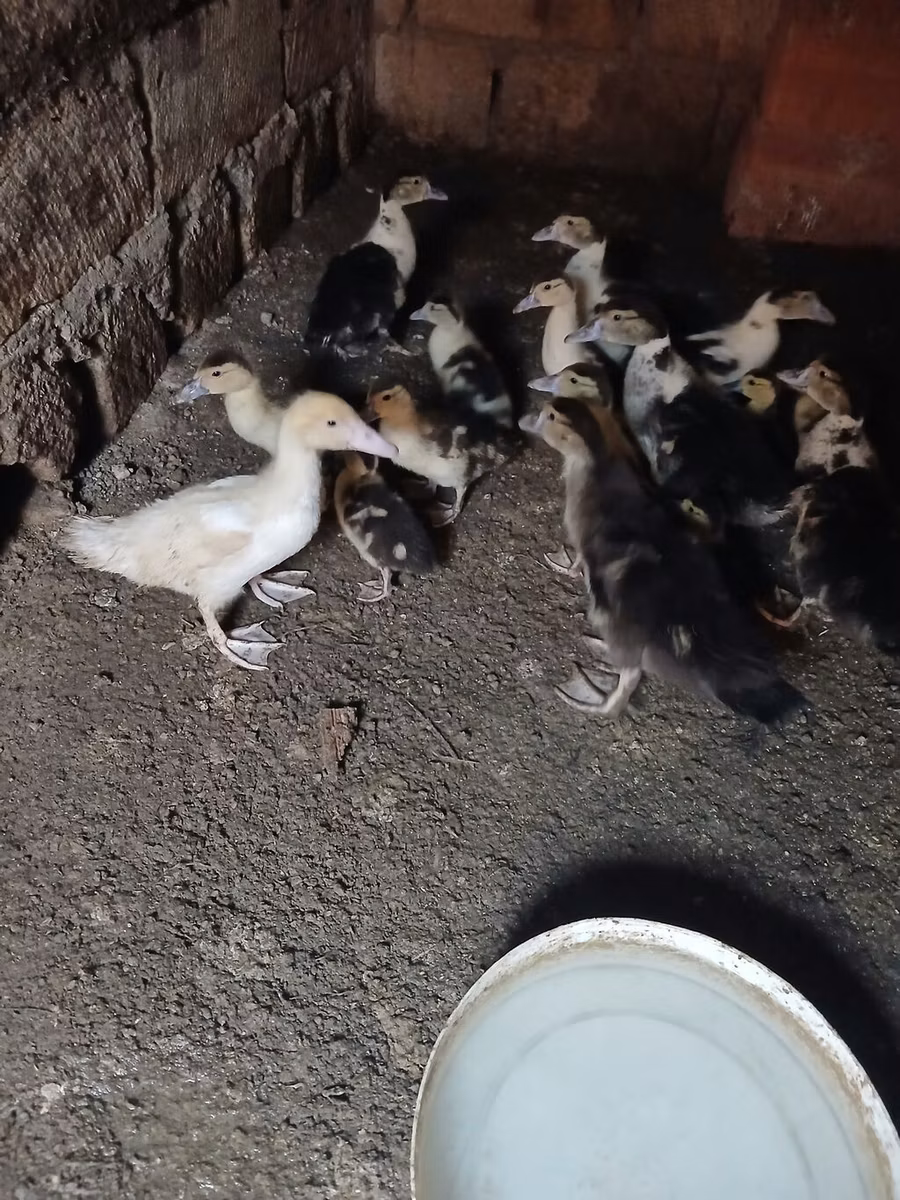 Nemački pekin