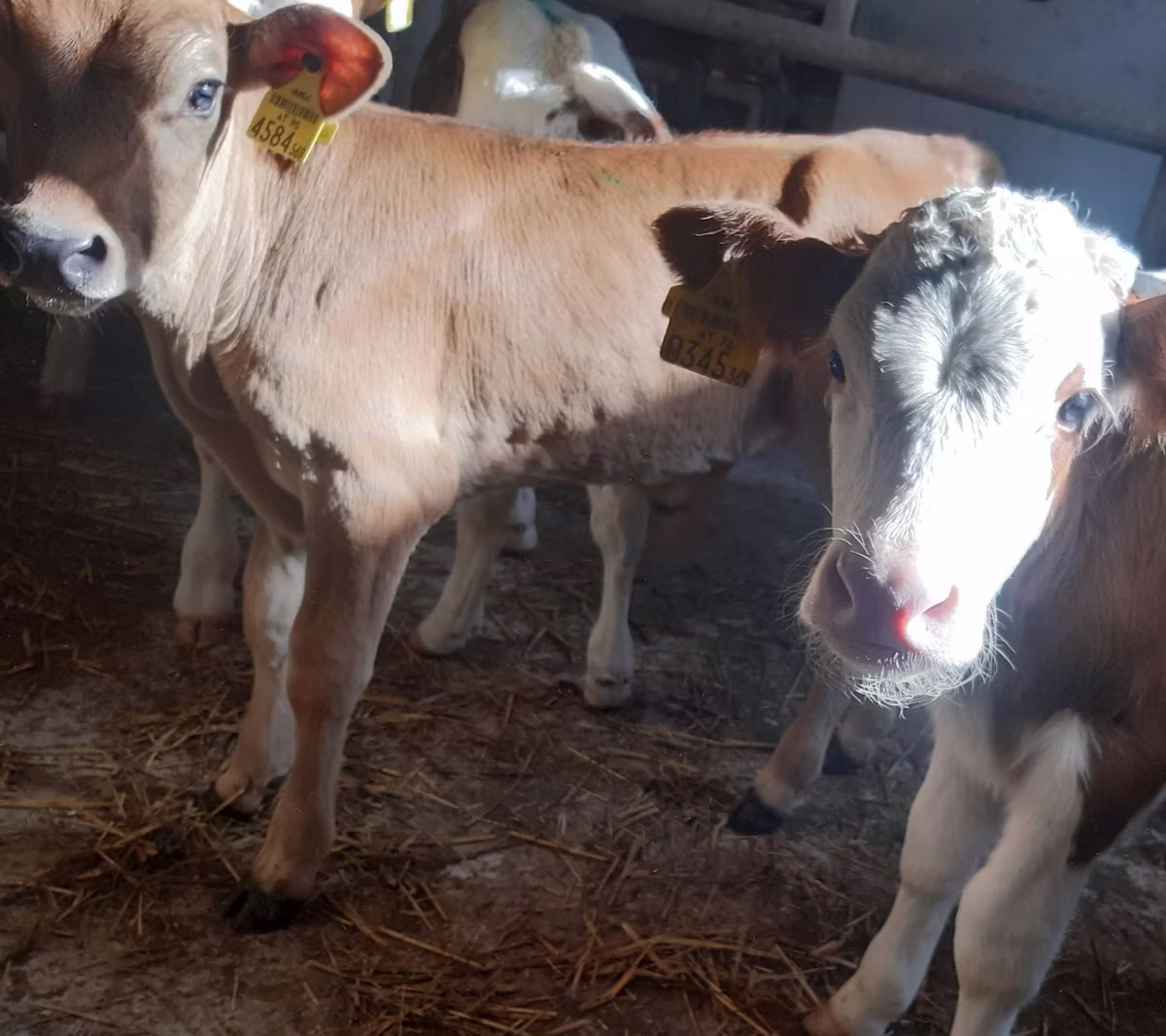 Simmental cattle