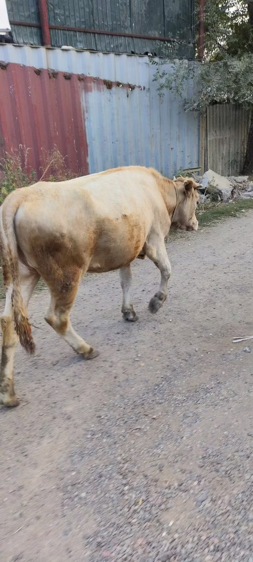 Alatau breed