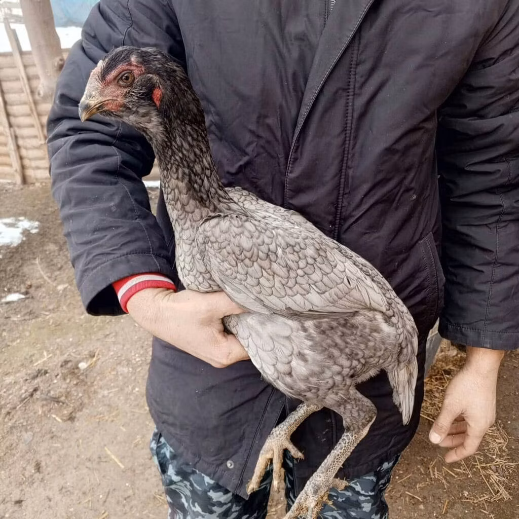 Derbiširska crvenokapa