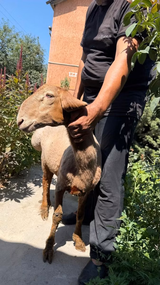 Jaidara sheep