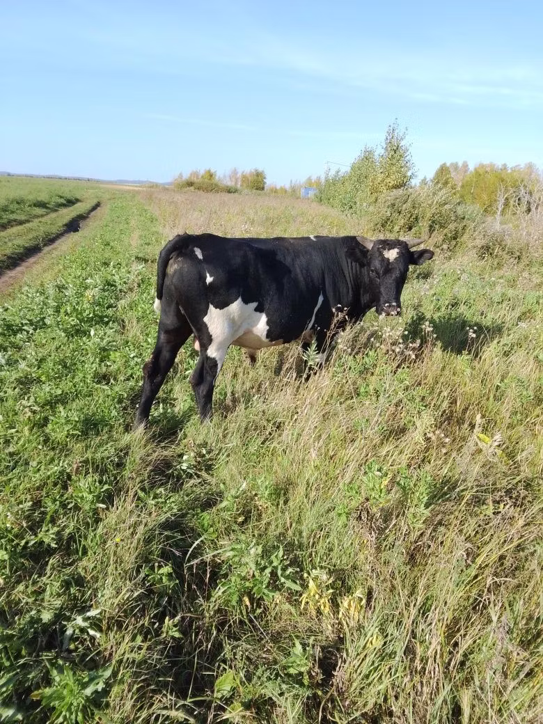 Russian Black pied cattle