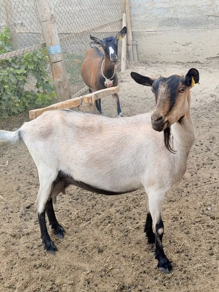 Alpine goat