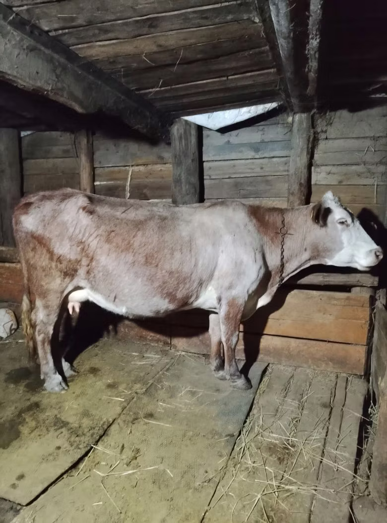 Latvian Blue cattle