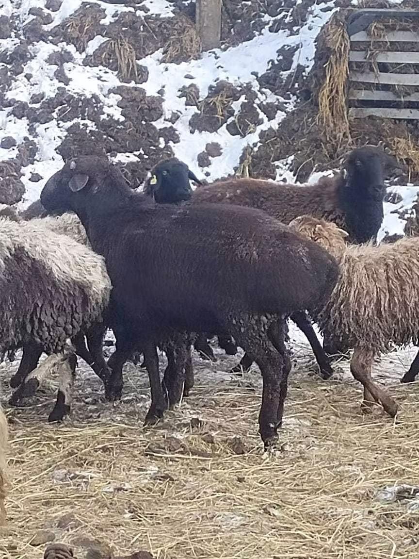 Hissar sheep