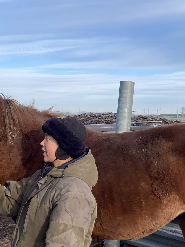 Kustanai horse
