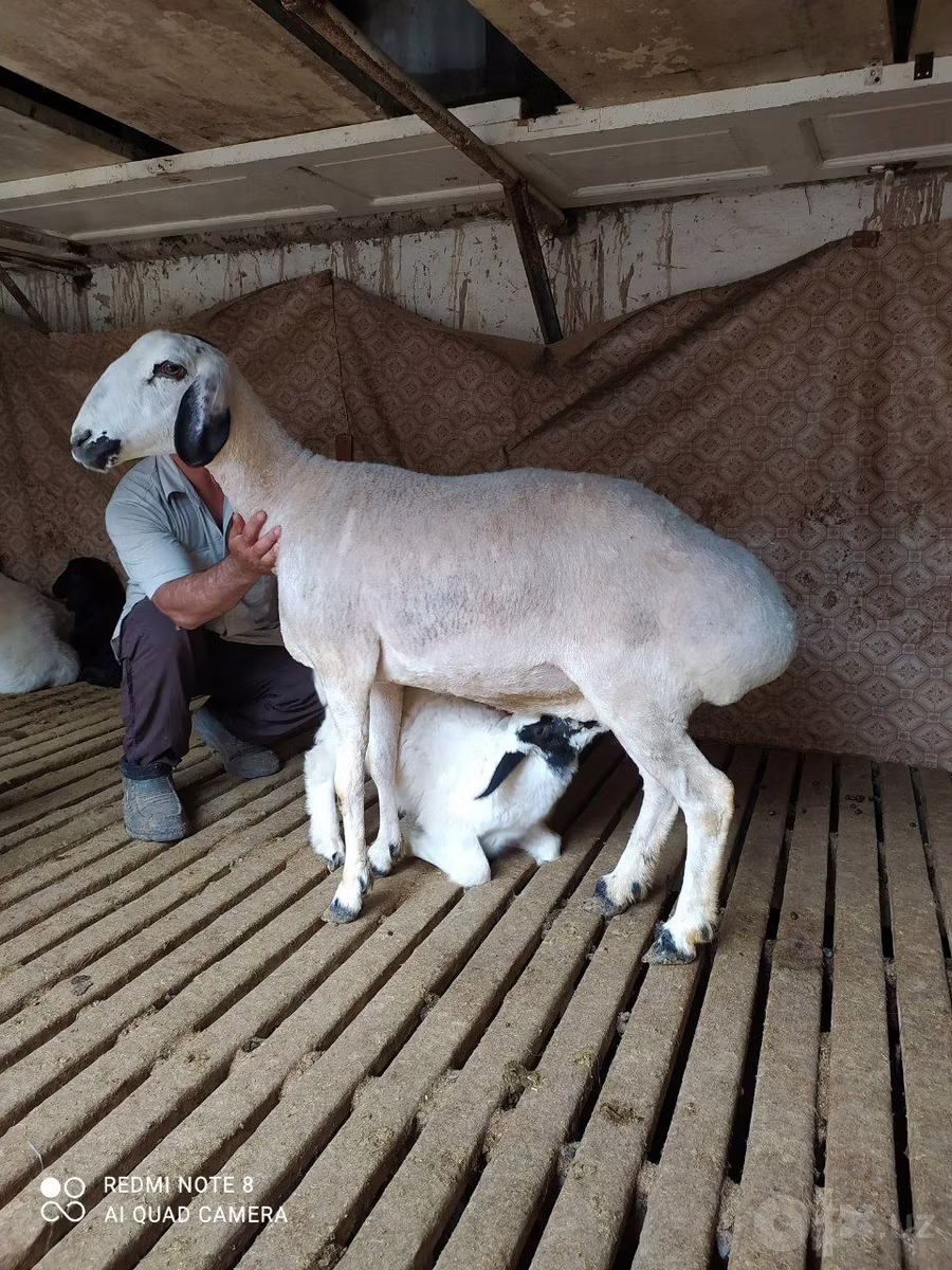 Hissar sheep