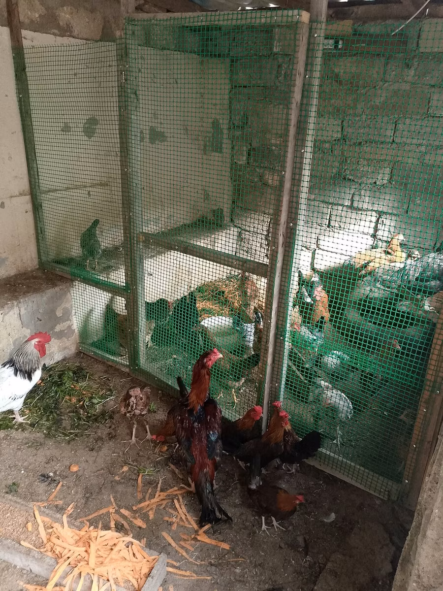 Japanski bantam