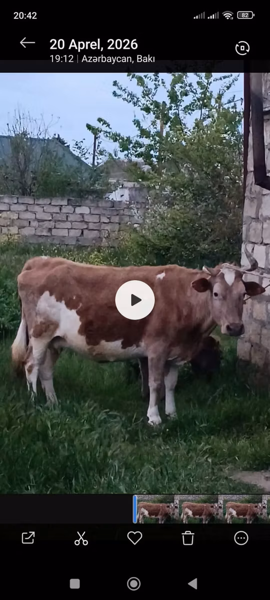 Azerbejdžanski zebu