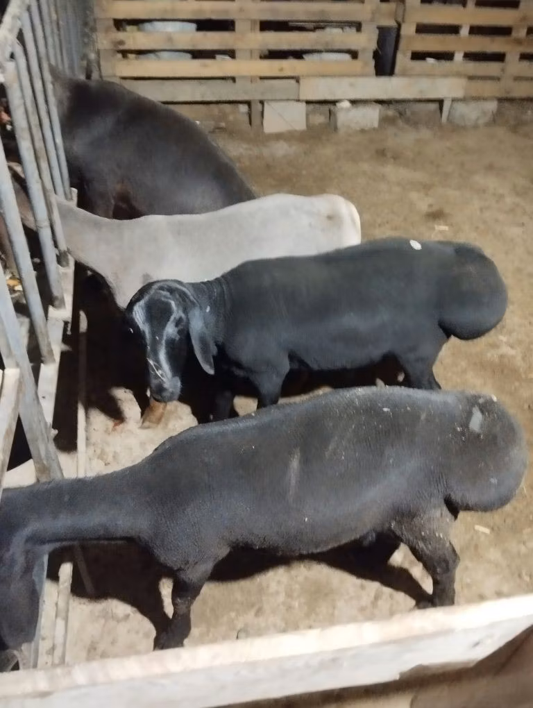 Hissar sheep