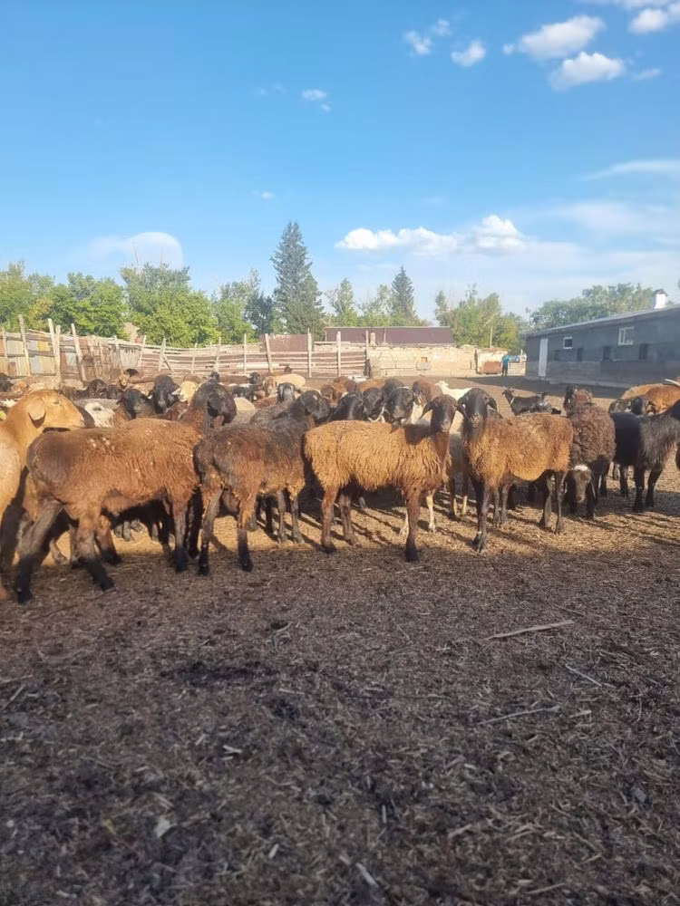 Hissar sheep