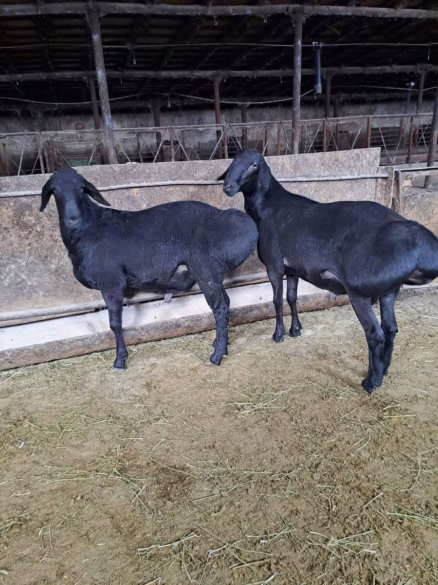 Hissar sheep