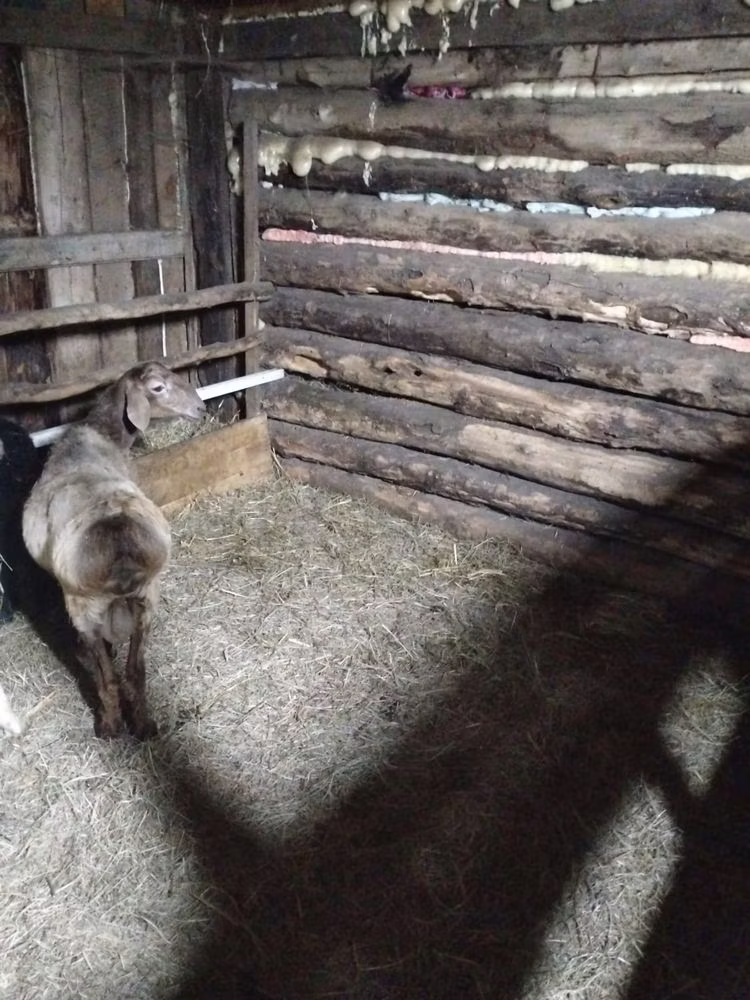 Arashan sheep
