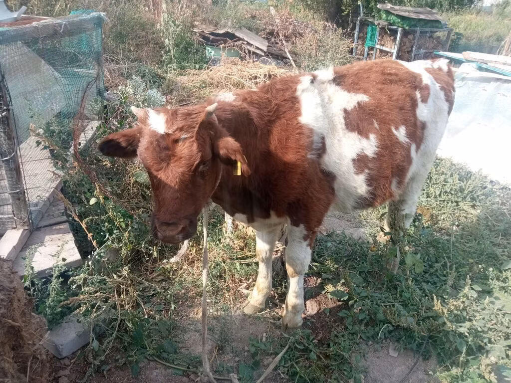 Crveno-šarena rasa