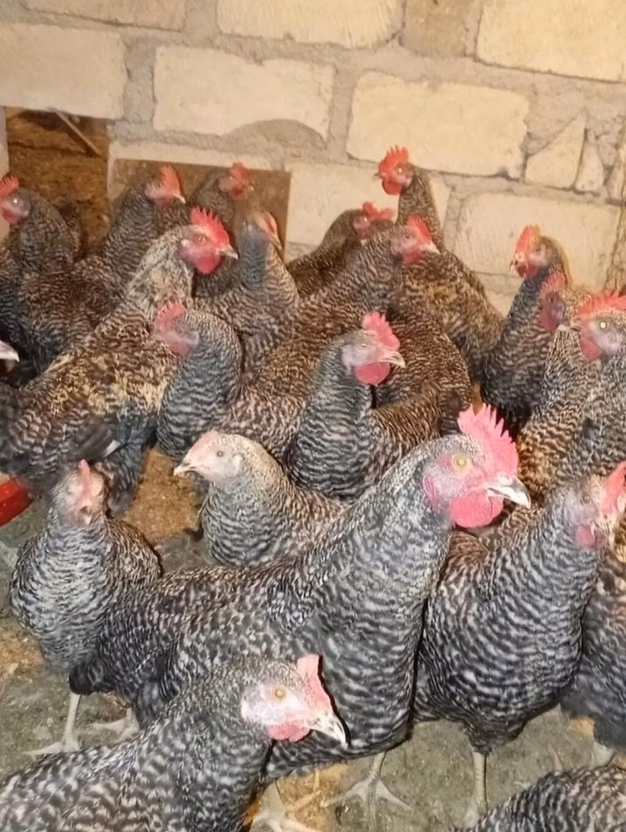 Slovenian Barred Hen