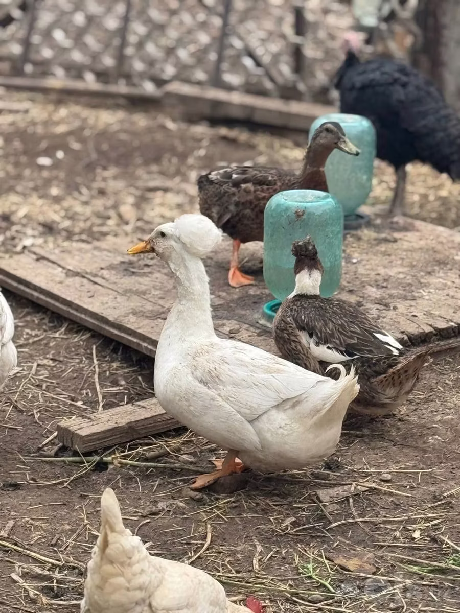 Amerika Pekin