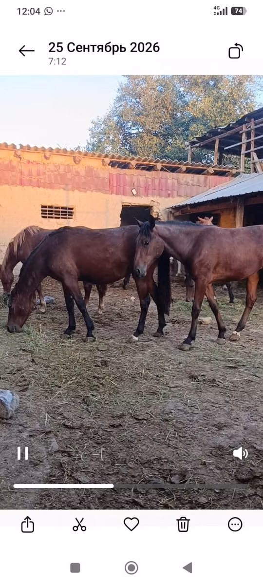 Kyrgyz Horse