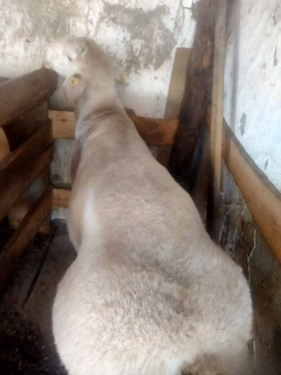 Arashan sheep