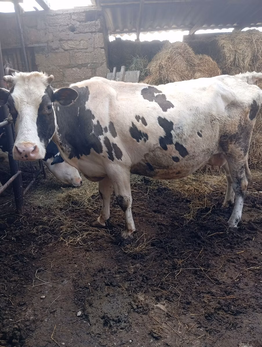 Russian Black pied cattle