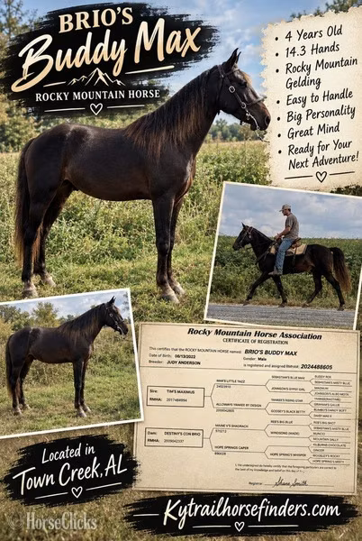 Rocky Mountain Horse