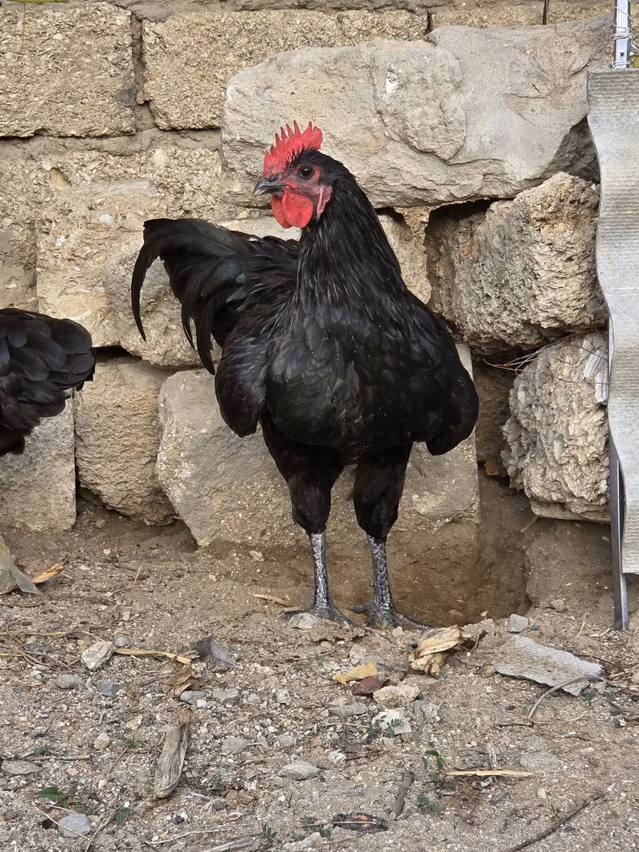 Australijska pit borbena kokoš