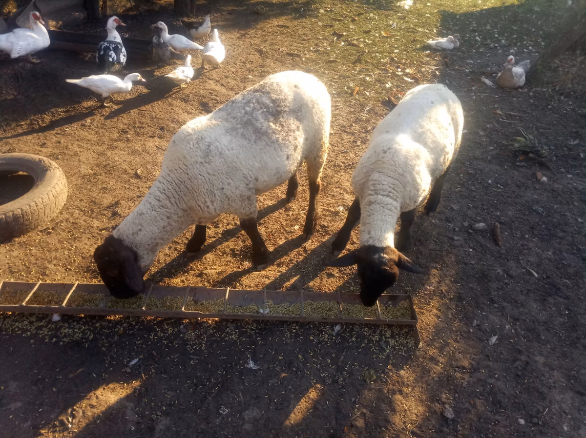 White Suffolk sheep