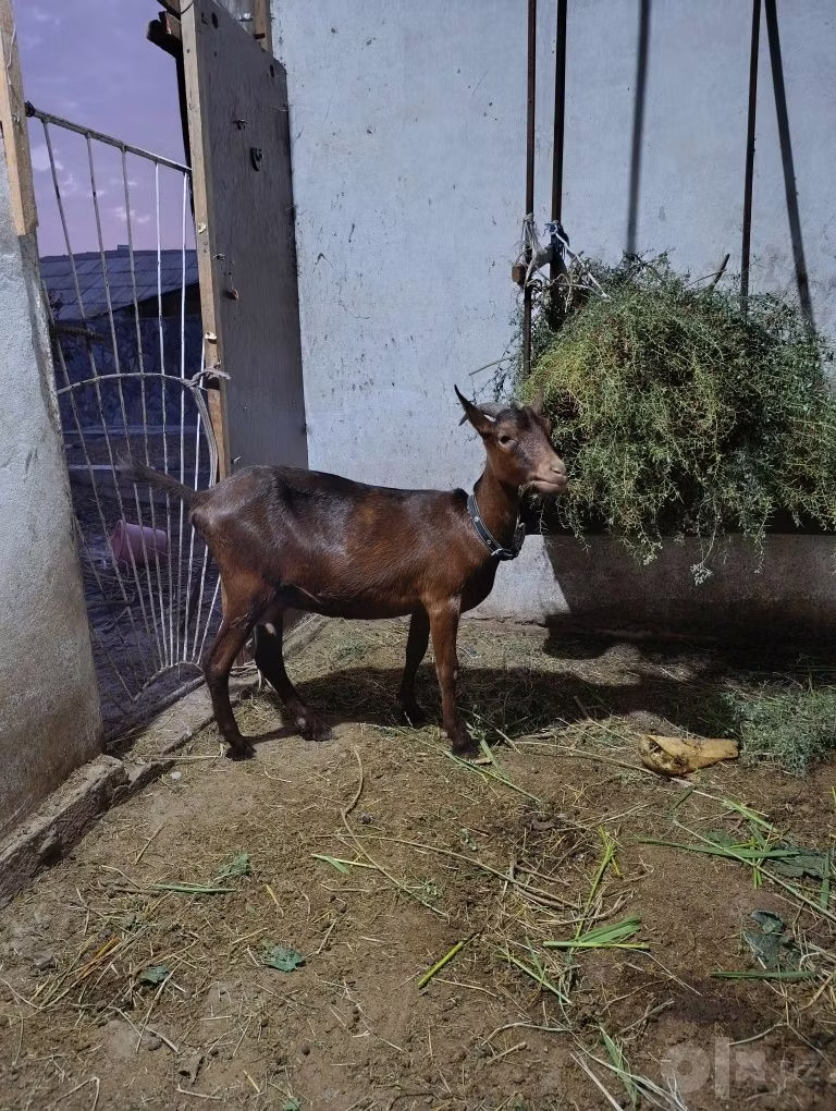 Murcia-Granada goats