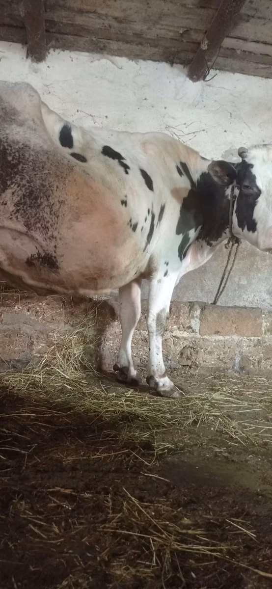 Russian Black pied cattle