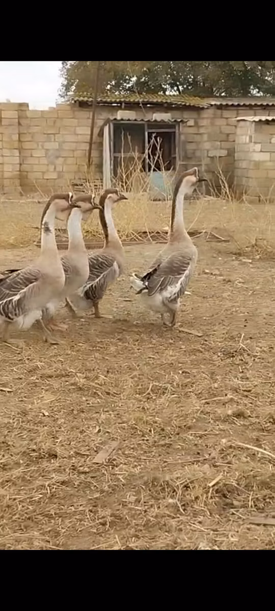 Afrička