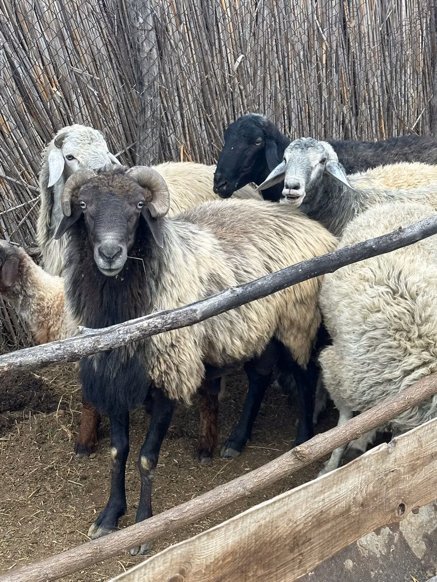 Karakul sheep