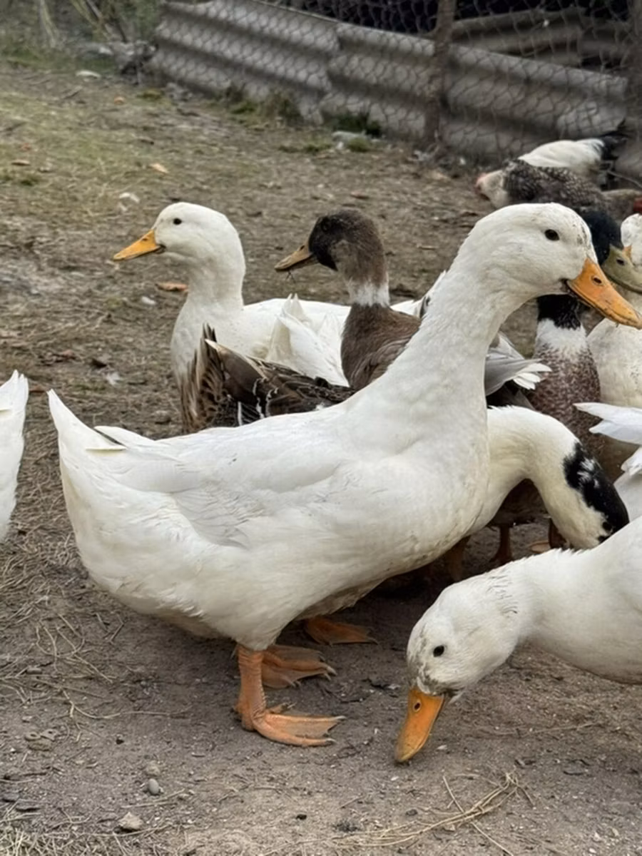 Američki pekin