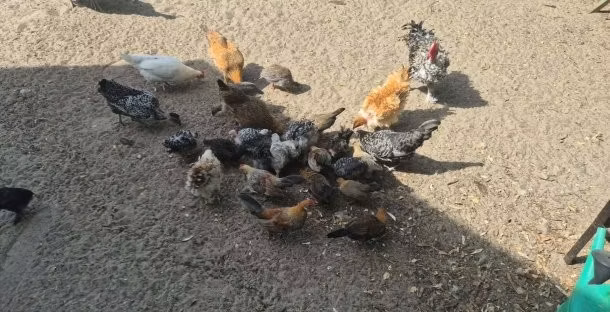 Данська курка