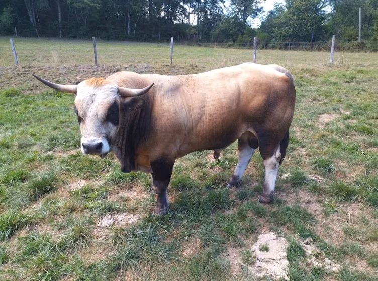 Aubrac cattle