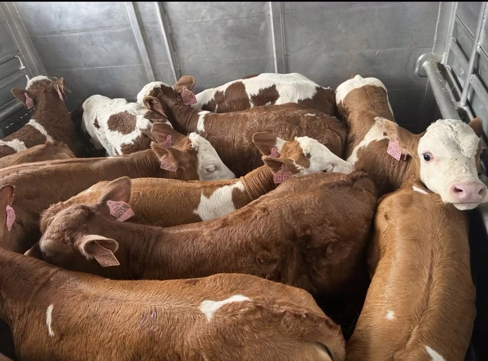 Simmental cattle