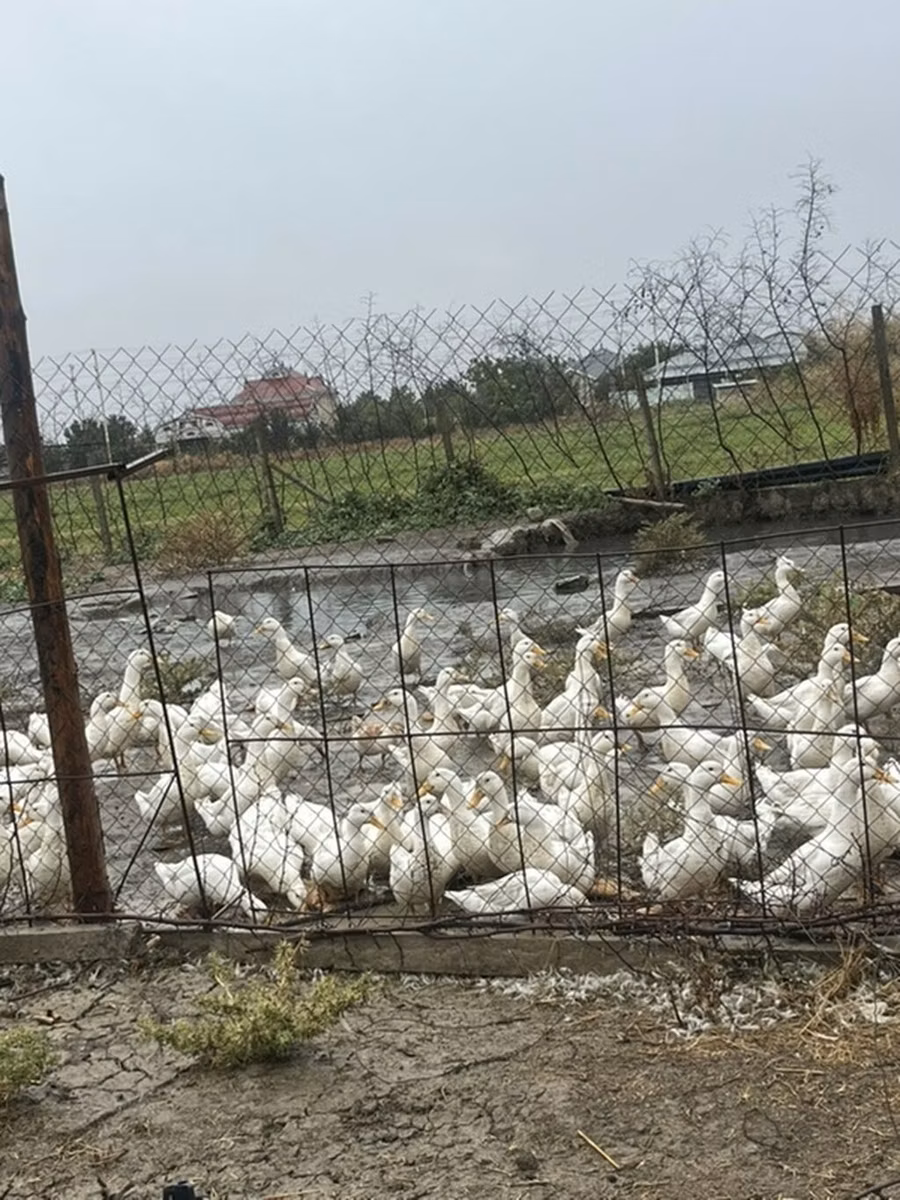 Nemački pekin