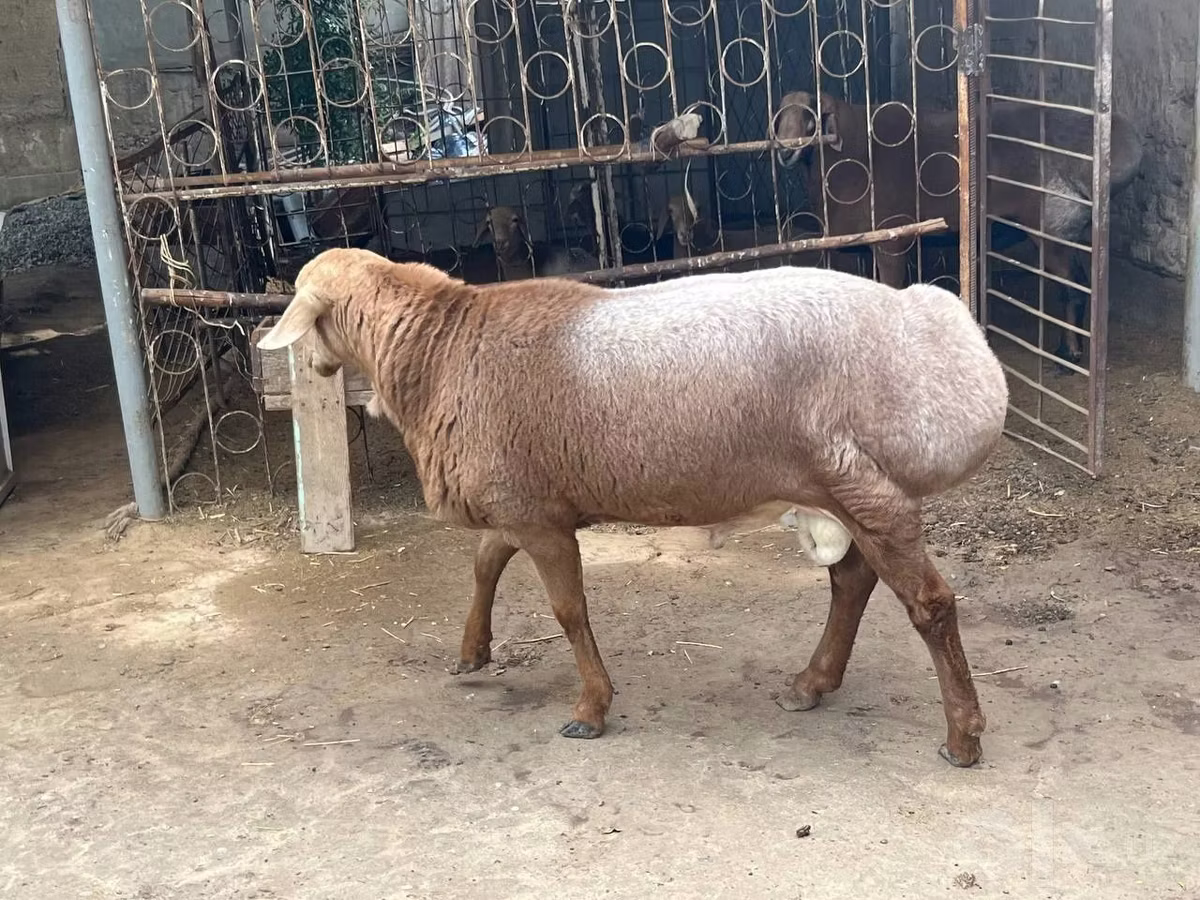 Edilbay sheep