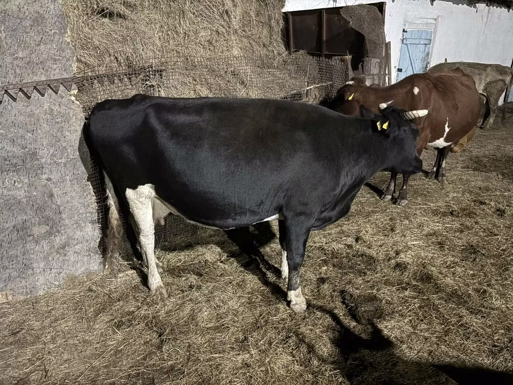 Russian Black pied cattle