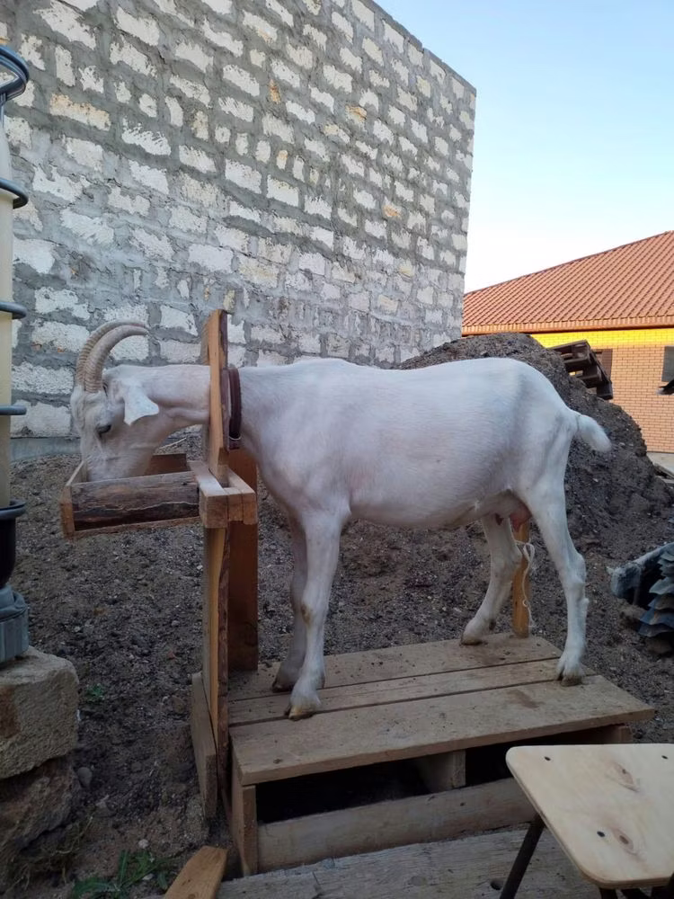Saanen goat