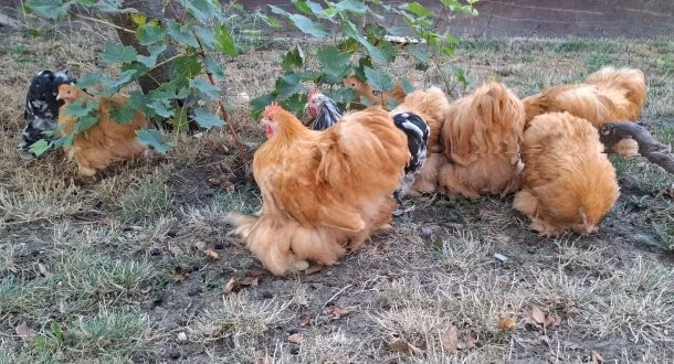 ペキン・バンタム