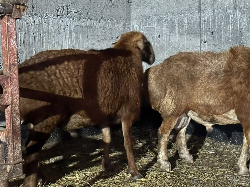 Edilbay sheep
