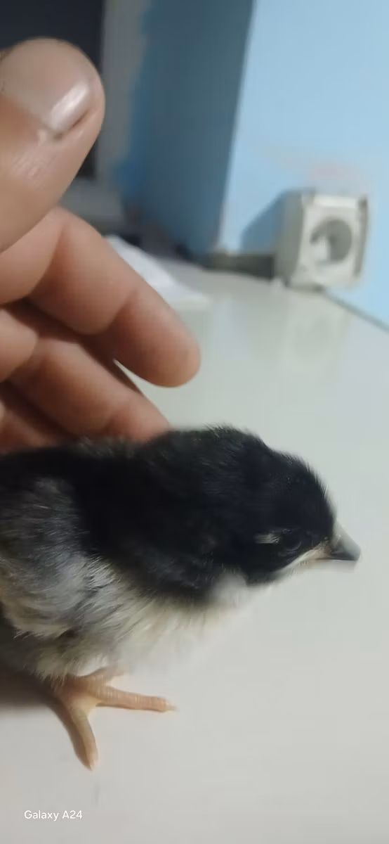 Australijska pit borbena kokoš