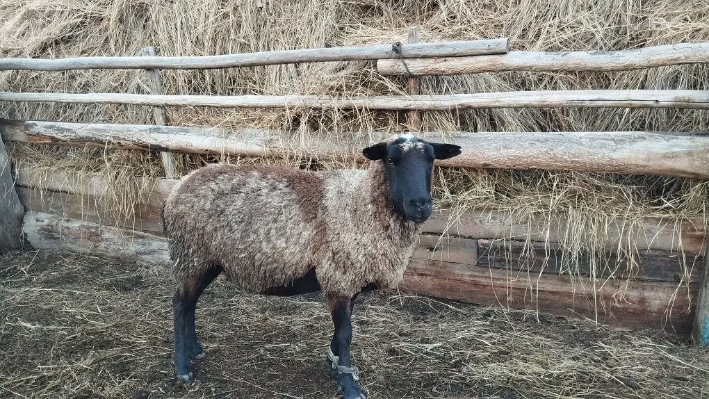 Romanov sheep
