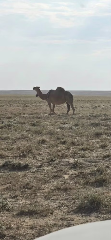 Anafi camel