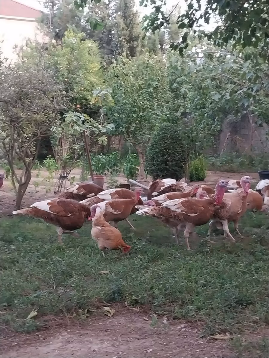 Burbonska Crvena