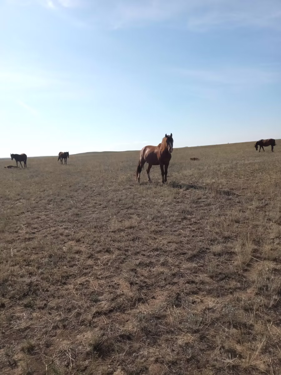 Mugalzhar horse
