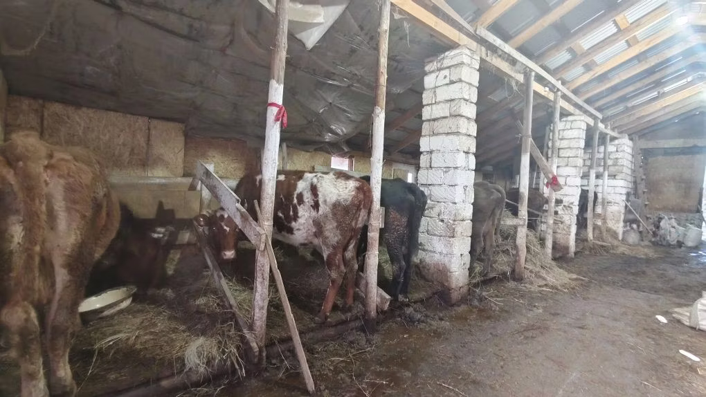 Crvena stepska krava