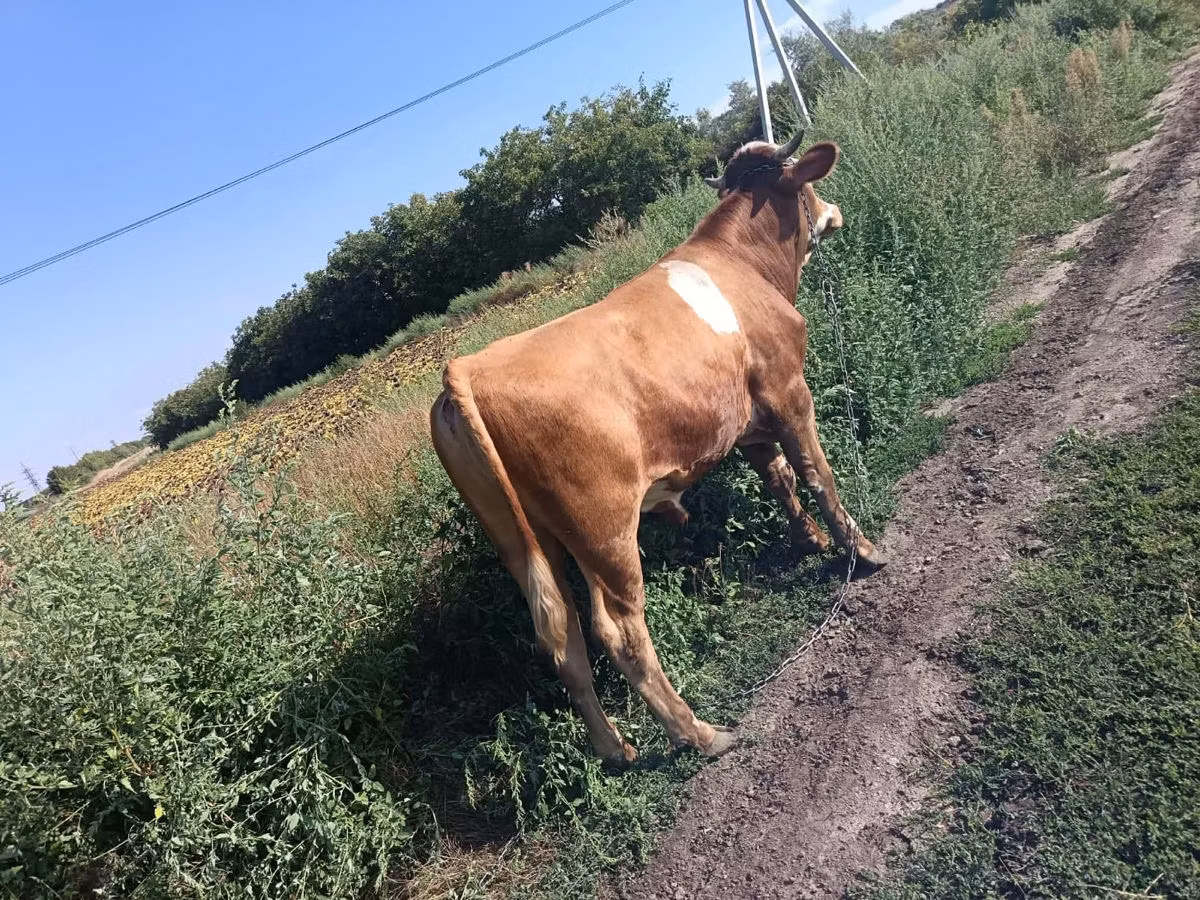 Simmental cattle
