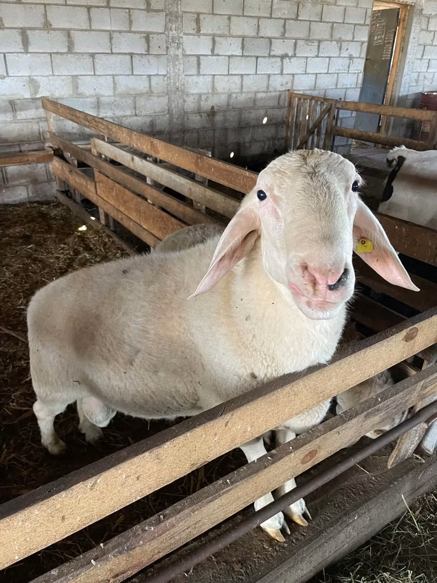 Assaf sheep